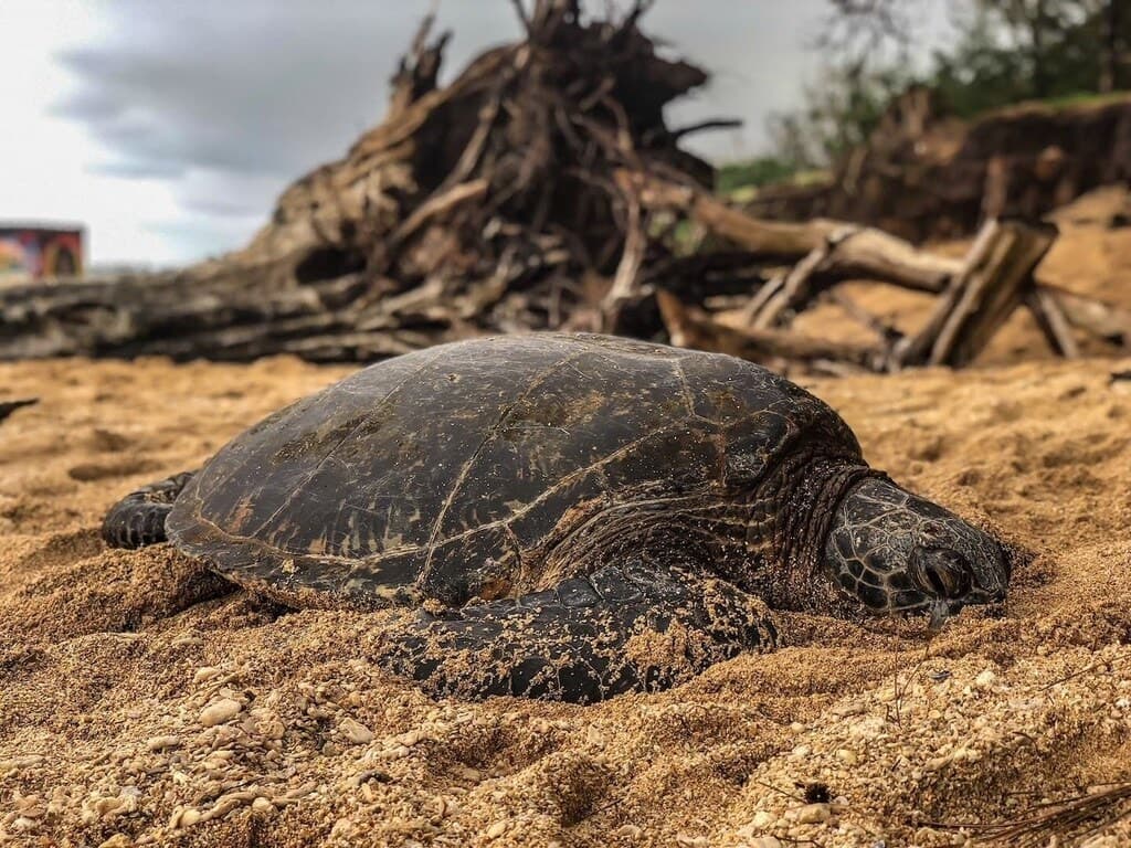 Mai Hopohopo photo 21